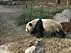 北京市内半日観光（世界遺産・頤和園と北京動物園）