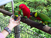 鳥たちの楽園・ジュロンバードパーク+ランチ ならシンガポールの観光
